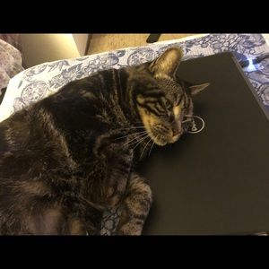 Meet your Posher, Amber